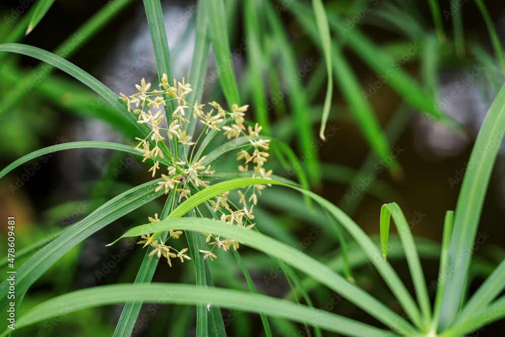 Green leaves of papyrus plant and flower.