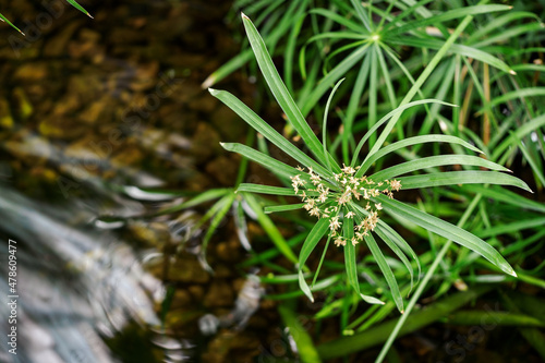 Green leaves of papyrus plant and flower.