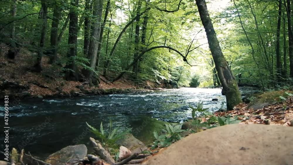 stream in the forest stream in the forest