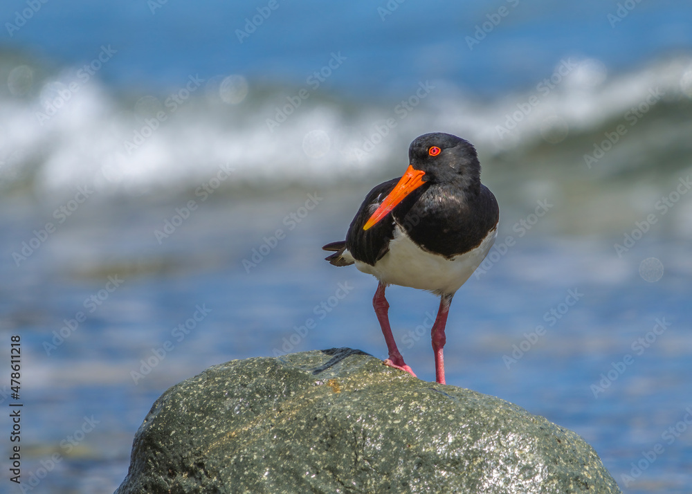 Fototapeta premium Pied Oystercatcher at Mackay, Queensland, Australia.