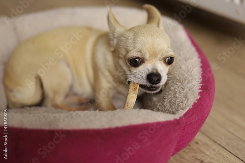 Wallpaper Mural Closeup portrait of small funny beige mini chihuahua dog, puppy eating bone in her bed Torontodigital.ca
