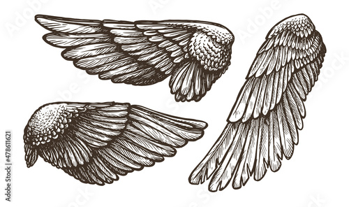 Wings set sketch. Hand drawn heraldic bird or angel wings, vector illustration outline collection