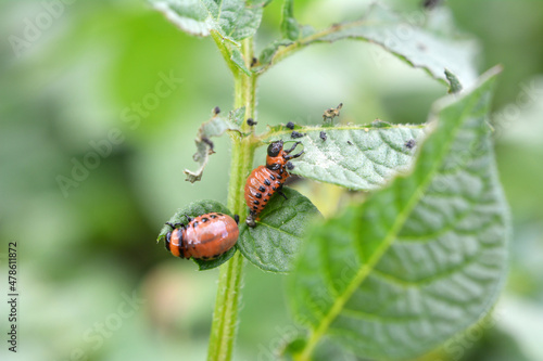 Larvae of Colorado potato beetle