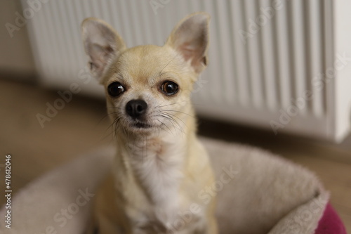 Closeup portrait of small funny beige mini chihuahua dog, puppy sitting at home