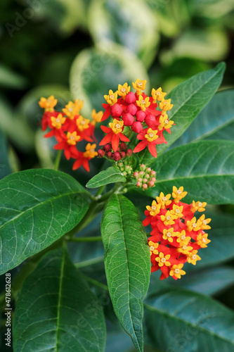 Orange-yellow flowers of the plant with green leaves.