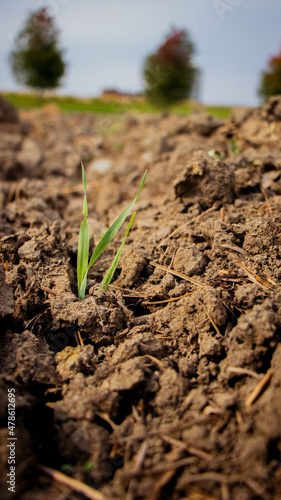 A close up of a plant coming up from the ground. © Vitoria Houston