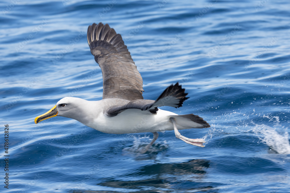 Buller's Mollymawk Albatross in New Zealand Buller's Mollymawk Albatross in New Zealand
