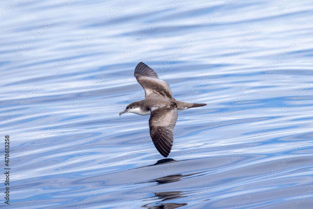 Buller's Shearwater in Australasian Waters Buller's Shearwater in Australasian Waters