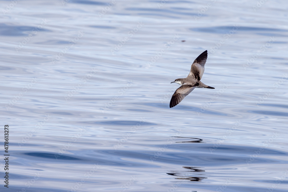 Buller's Shearwater in Australasian Waters Buller's Shearwater in Australasian Waters