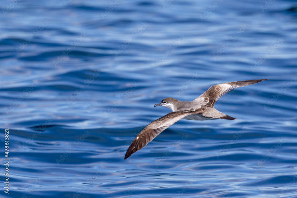 Buller's Shearwater in Australasian Waters Buller's Shearwater in Australasian Waters