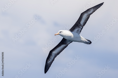 Foto Campbell Mollymawk Albatross in New Zealand