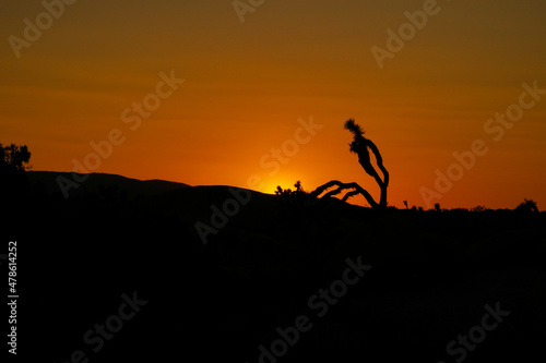 Joshua Tree National Park