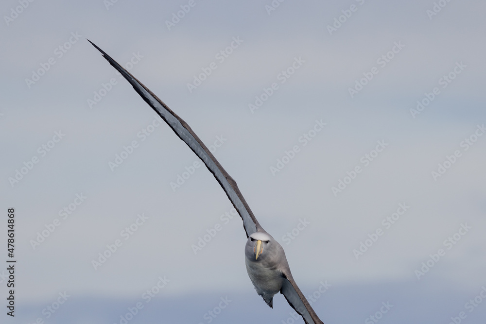 Salvin's Mollymawk Albatross in New Zealand Salvin's Mollymawk Albatross in New Zealand
