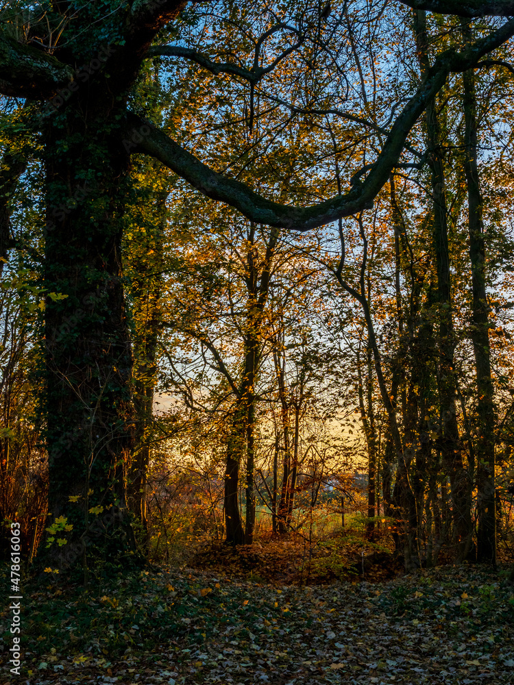 Naklejka premium Bright autumn colors in the Vosges mountains. Alsace.