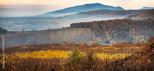 Orange red rust colored vineyards in Alsace. Autumn landscape after harvest.