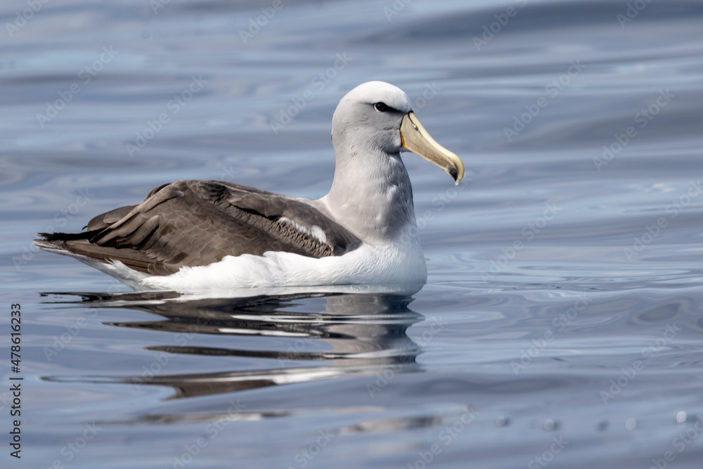 Salvin's Mollymawy Albatross in Australasia Salvin's Mollymawy Albatross in Australasia