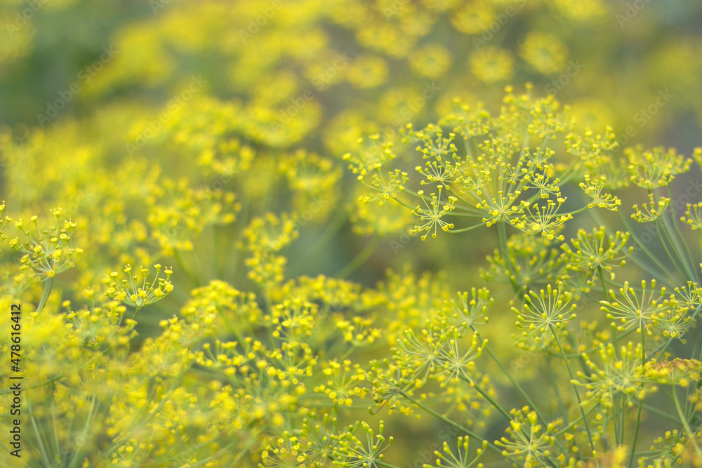 Anethum graveolens. Close-up of blooming flower of green dill fennel. Green plants in the garden, ecological agriculture. Healthy food concept. Fresh dill growing on the vegetable bed.