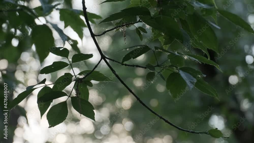 Closeup flying poplar fluff at summer city park on natural sun light and green foliage branches. Fluffy glow bokeh allergic irritant, strong allergen, health hazard. Nature city forest landscape Closeup flying poplar fluff at summer city park on natural sun light and green foliage branches. Fluffy glow bokeh allergic irritant, strong allergen, health hazard. Nature city forest landscape