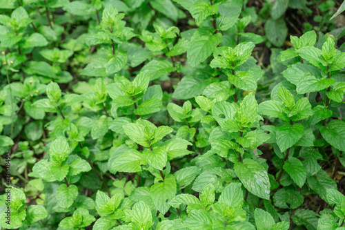 Wallpaper Mural mosaic and carpet of mints. Torontodigital.ca