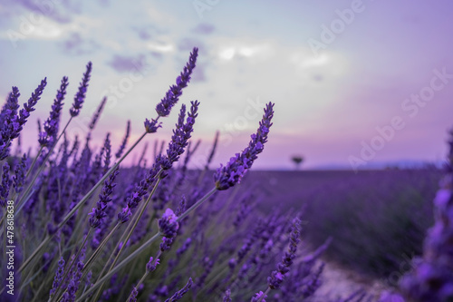 lavender field at sunset  Provence. 