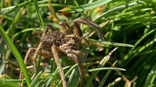 CLOSE UP, DOF: Female spider exploring the garden with her babies on her back.