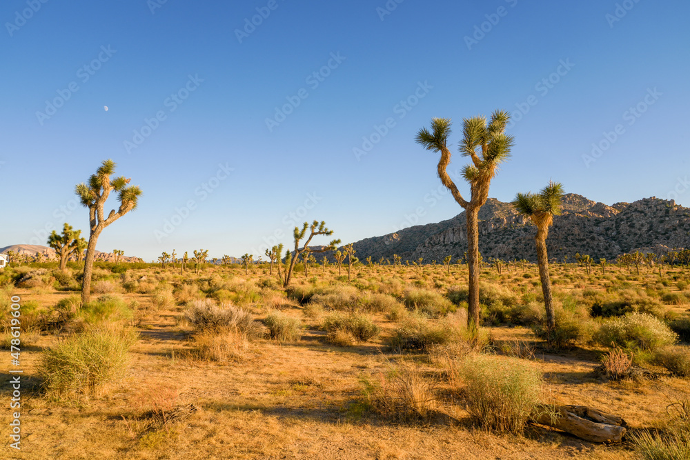 Obraz premium Joshua Tree National Park
