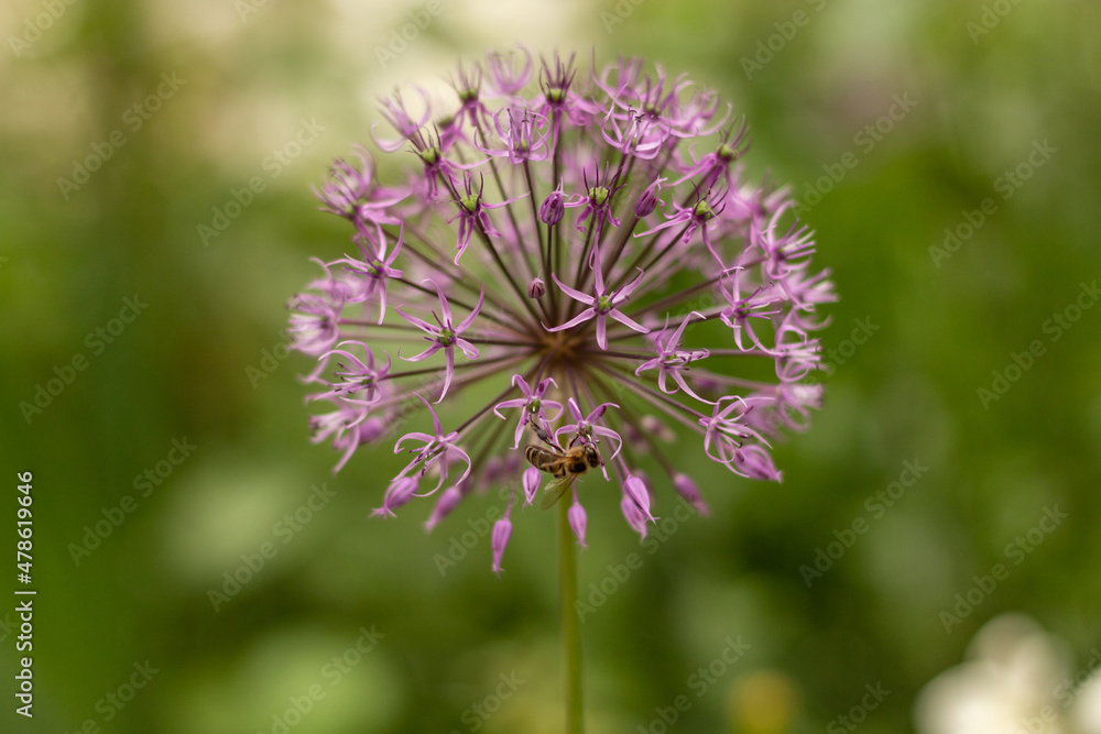 thistle flower thistle flower