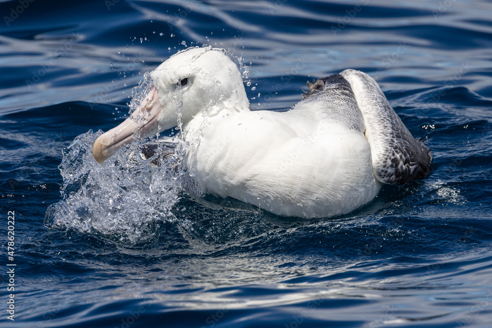 Fototapeta premium Southern Royal Albatross in Australasia