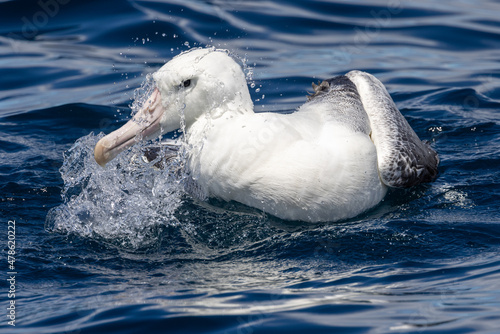 Southern Royal Albatross in Australasia © Imogen
