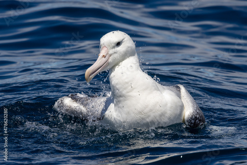 Southern Royal Albatross in Australasia