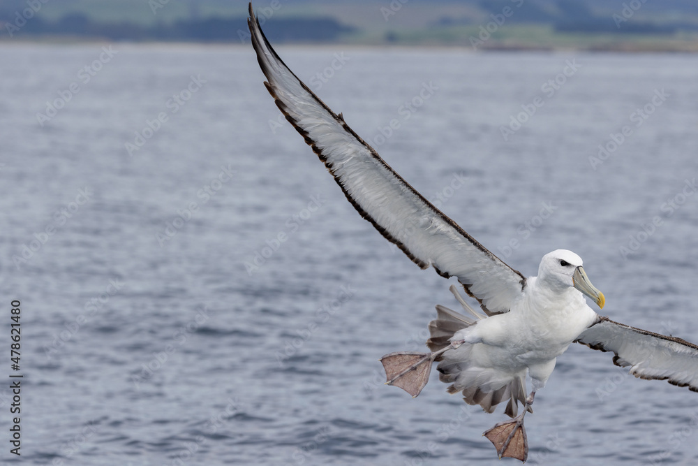 White-capped Mollymawk in Australasia White-capped Mollymawk in Australasia