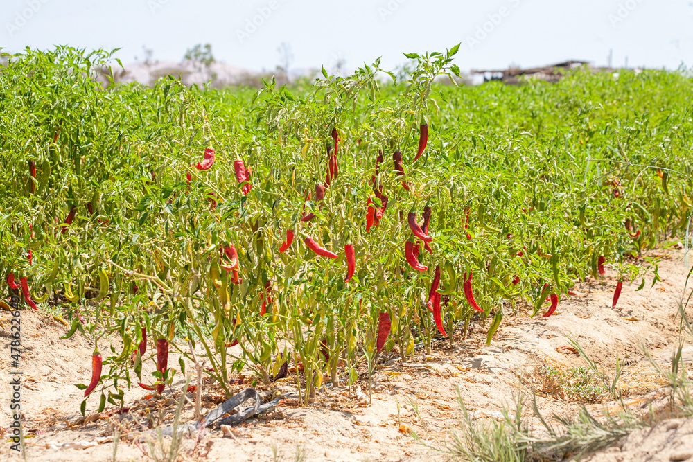 Chili pepper field with green leaves nad mature fruits