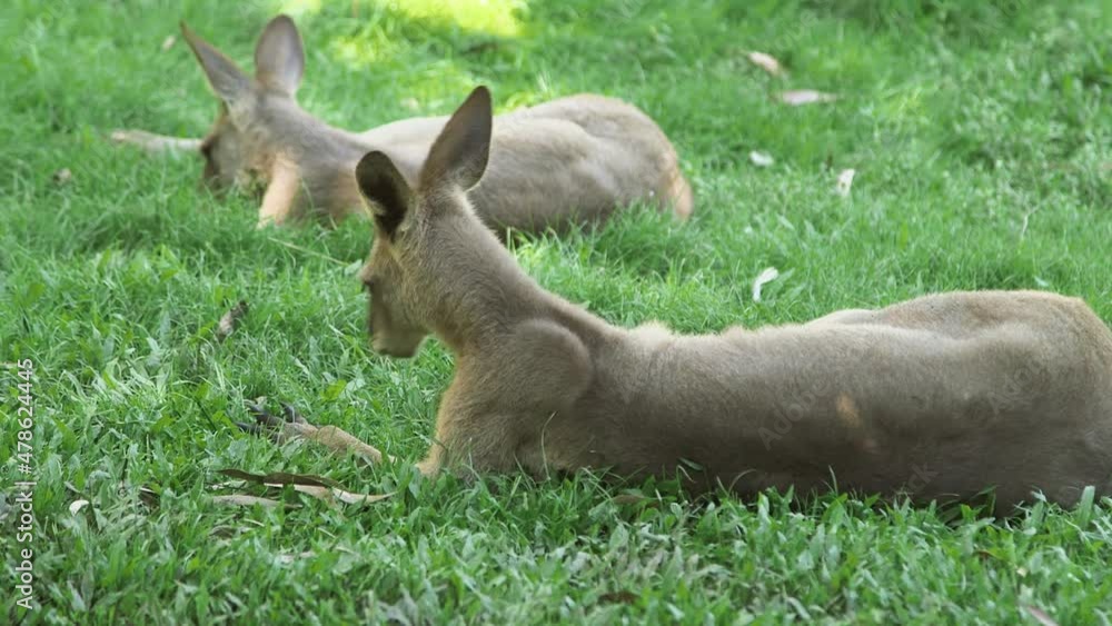 kangaroo laying in the grass and grooming itself kangaroo laying in the grass and grooming itself