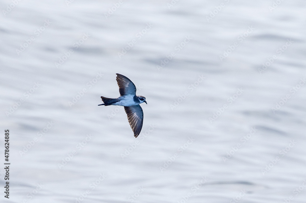 White-faced Storm Petrel in New Zealand White-faced Storm Petrel in New Zealand