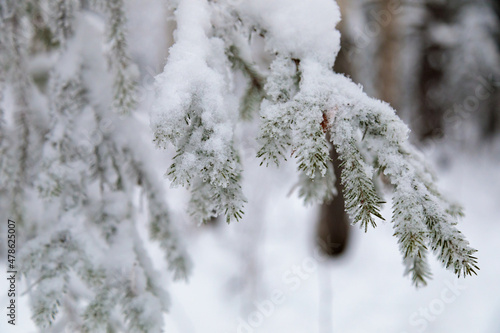 Large fir trees in a snowy forest. White fluffy snow on the branches of trees