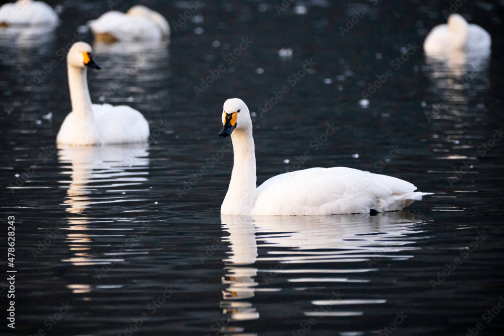 Beautiful flapping swan, 2021/11/3