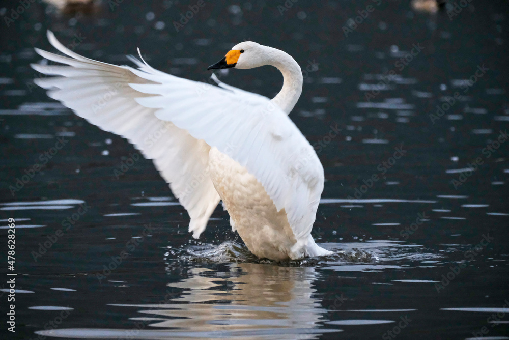 Naklejka premium Beautiful flapping swan, 2021/11/3