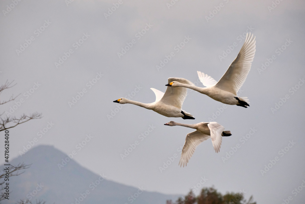 Soaring tundra swan, 2021/11/3 Soaring tundra swan, 2021/11/3
