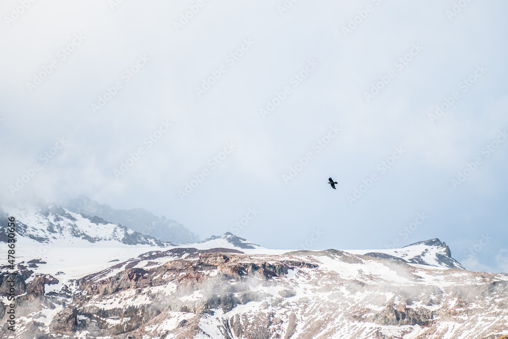 An eagle flying over the Mount Rainer, WA