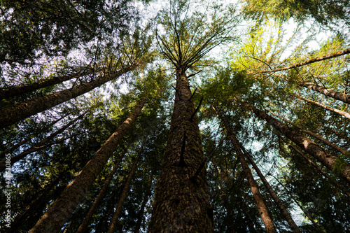 Big tall forest. Pine trees © Alex