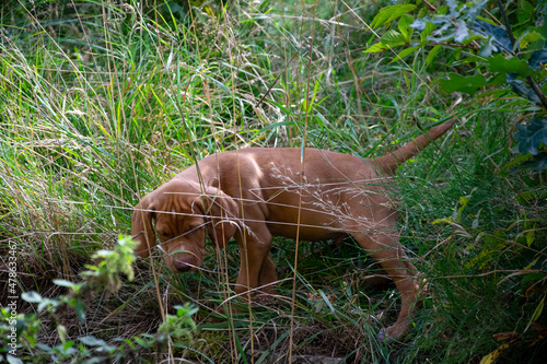 puppy in the grass © Reinhold