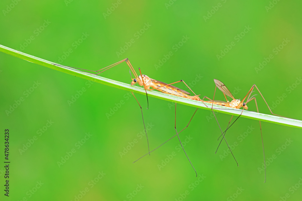 mosquito insect in the wild, North China mosquito insect in the wild, North China