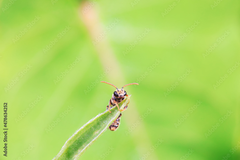 Fototapeta premium Bee insects in the wild, North China