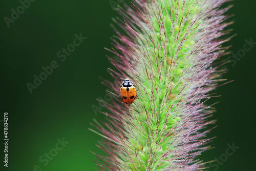 Ladybugs on wild plants, North China