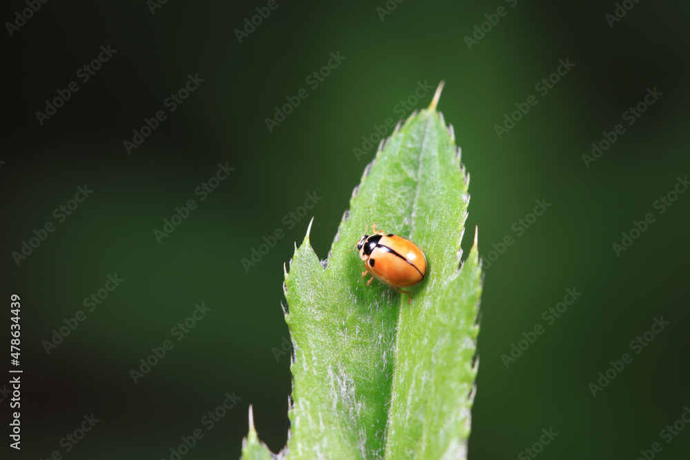 Fototapeta premium Ladybugs on wild plants, North China