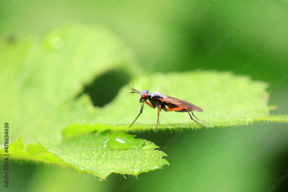 Flies on wild plants, North China Flies on wild plants, North China