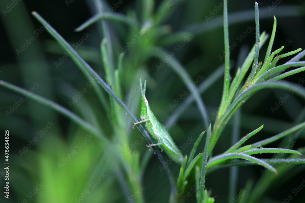 Atractomorpha sinensis in the wild, North China Atractomorpha sinensis in the wild, North China