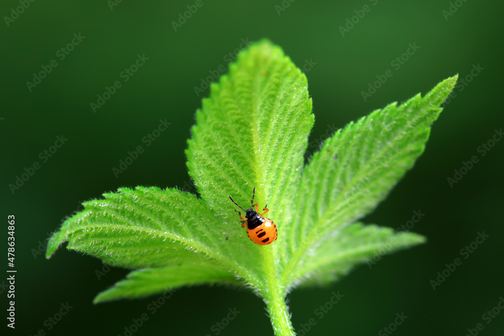 Hemiptera bugs in the wild, North China Hemiptera bugs in the wild, North China