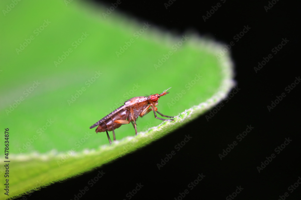 Flies on wild plants, North China Flies on wild plants, North China
