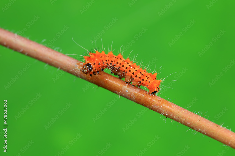 Fototapeta premium Lepidoptera larvae in the wild, North China